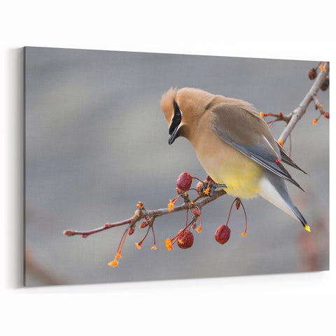 Iowa Nature Prints - Cedar Waxwing on Branch Iowa Wildlife Photography Art