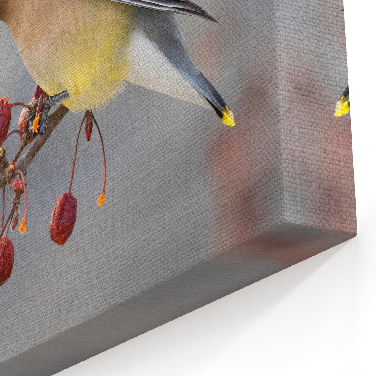 Iowa Nature Prints - Cedar Waxwing on Branch Iowa Wildlife Photography Art