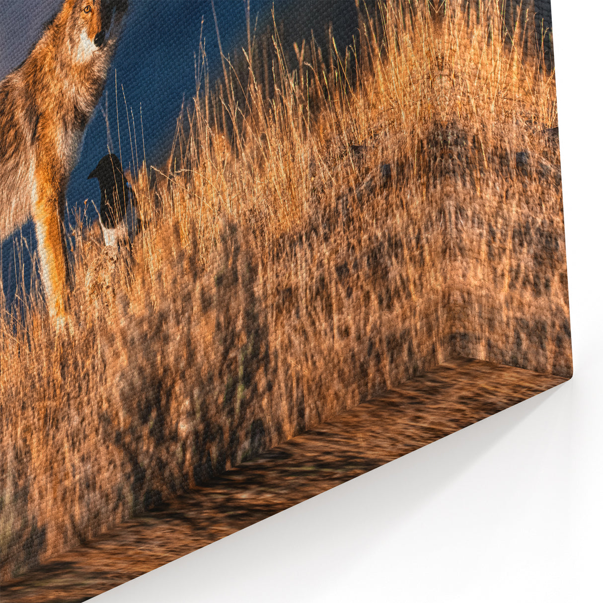 Yellowstone National Park Art - Wildlife Coyote Scenic Photography Print