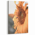 Farmhouse Wall Art – Sunflower and Bee Close-Up – Rustic Country Decor