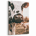 Charming Close-Up Cow - Rustic Farmhouse Wall Art Decor