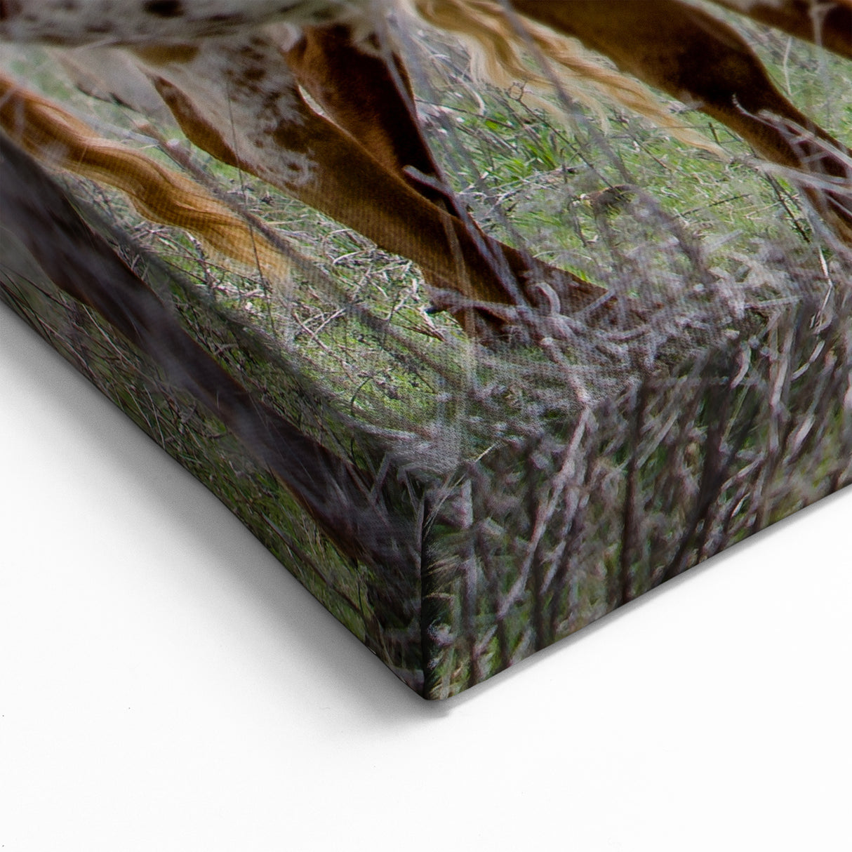 Oklahoma Nature Art - Longhorn Cattle at Sunset Canvas and Framed Prints