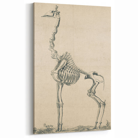 Gothic Skeleton Study - Dark Decor Style with Vintage Gothic Artworks