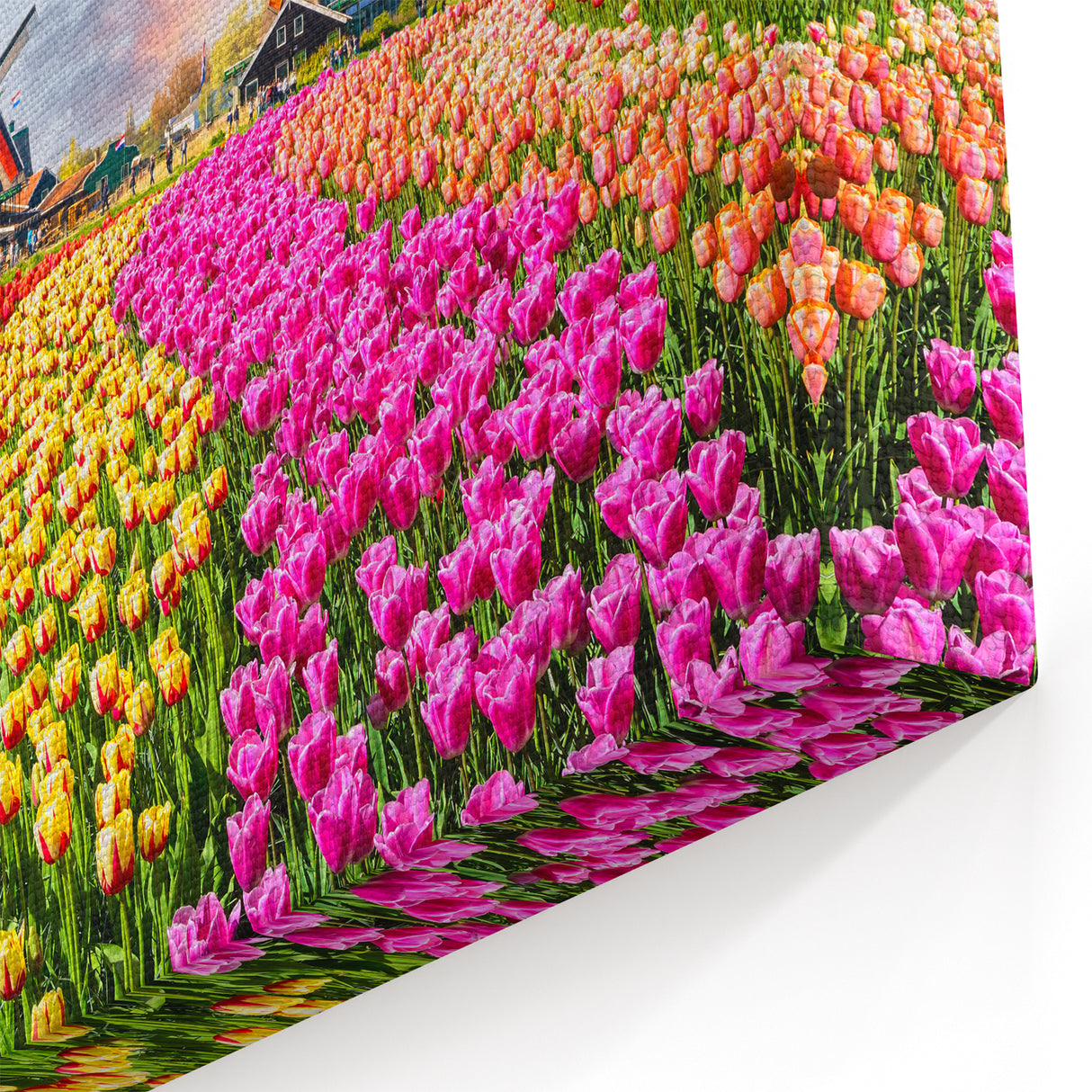Windmill Wall Art - Tulip Field Artwork in Holland