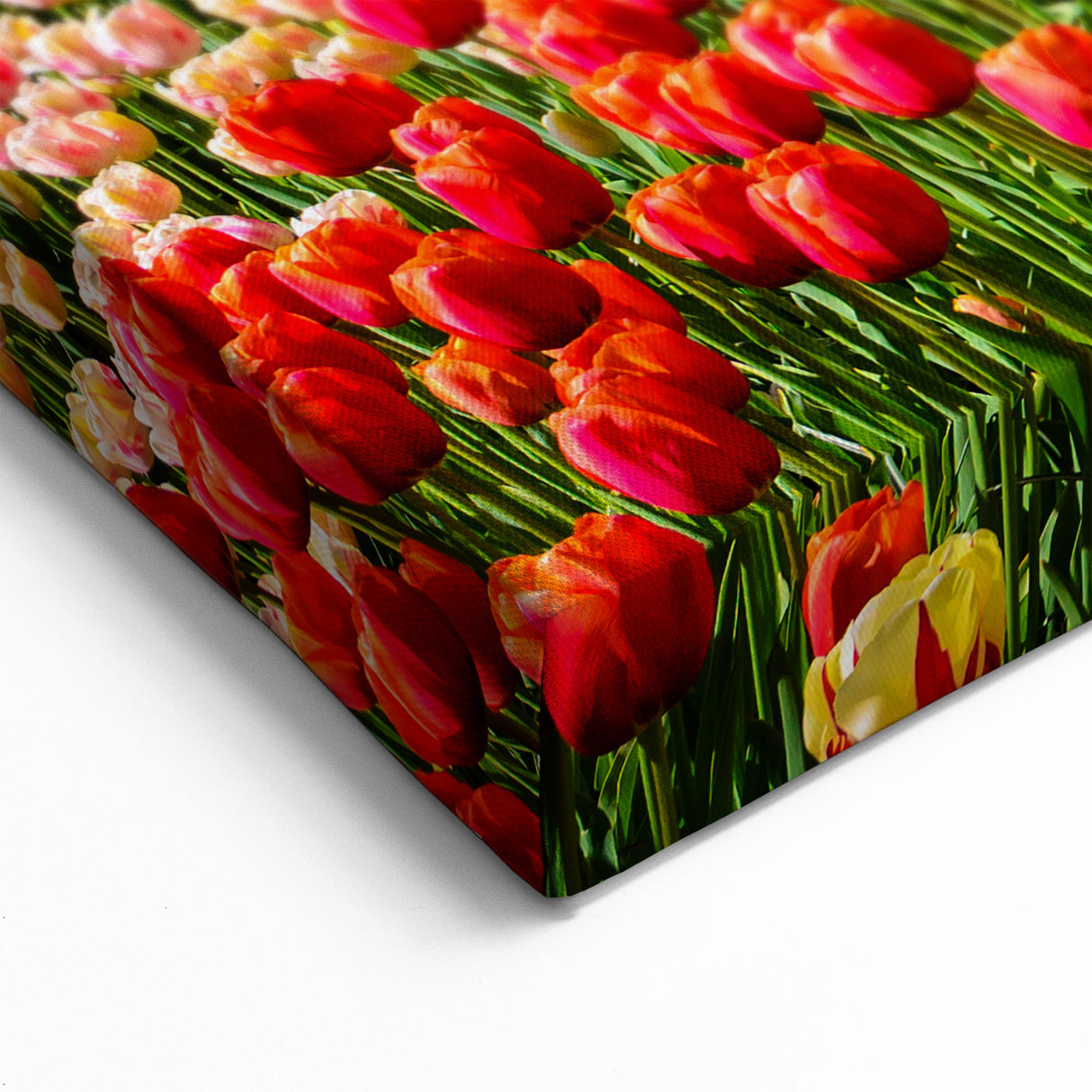 Windmill Wall Art - Tulip Field Artwork in Holland