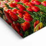 Windmill Wall Art - Tulip Field Artwork in Holland