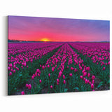 Tulip Field Artwork - Netherlands Travel Poster at Sunset