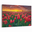Tulip Field Artwork - Sunset Over Dutch Tulip Fields and Windmill