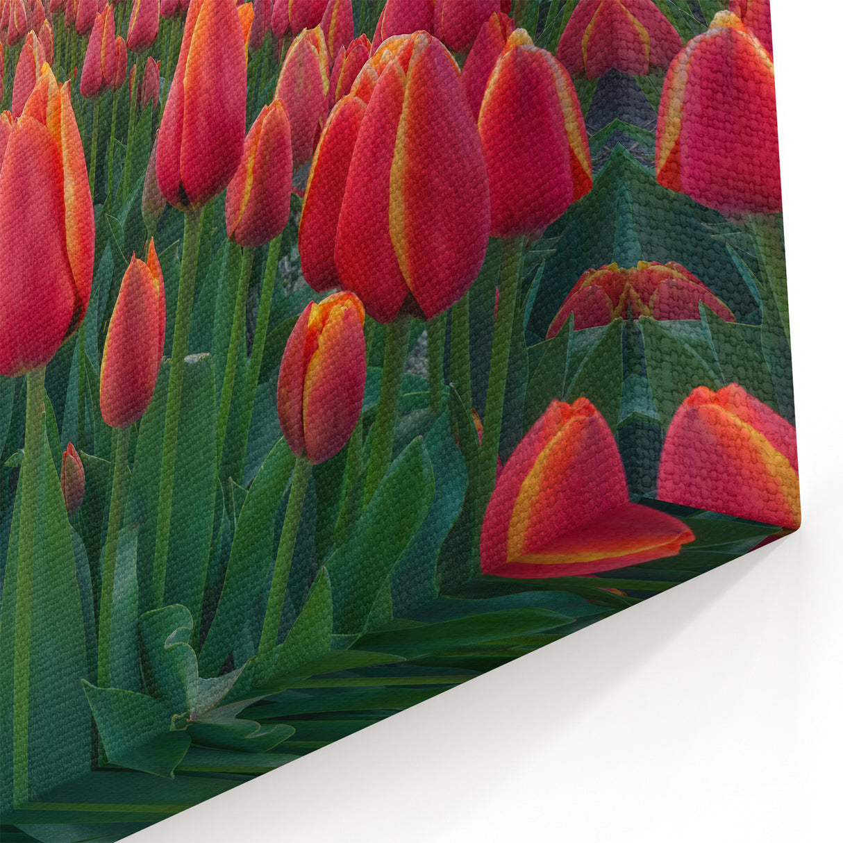 Tulip Field Artwork - Sunset Over Dutch Tulip Fields and Windmill
