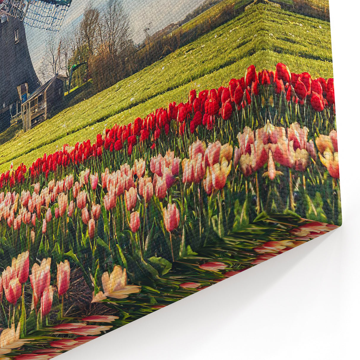 Windmill Wall Art - Tulip Fields and Dutch Windmill in Spring