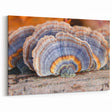 Pennsylvania Nature Art - Close-Up of Vibrant Mushroom Patterns Framed Art