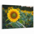Pennsylvania Nature Art - Vibrant Sunflower Field Framed Pennsylvania Artwork