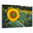 Pennsylvania Nature Art - Vibrant Sunflower Field Framed Pennsylvania Artwork