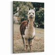 Farmhouse Alpaca Wall Art – Rustic Country Style Animal Decor