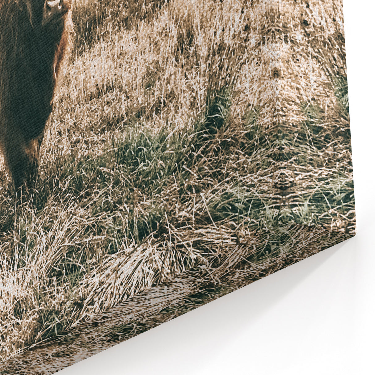 Farmhouse Wall Art - Highland Cow in Rustic Field for Country Decor