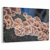 Artistic Pittsburgh Photography – Nature Close-Up of Mushrooms on Log