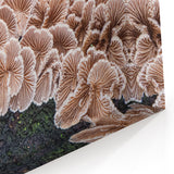 Artistic Pittsburgh Photography – Nature Close-Up of Mushrooms on Log
