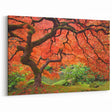 Artistic Portland Oregon Prints – Japanese Maple Tree in Autumn Colors