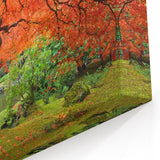 Artistic Portland Oregon Prints – Japanese Maple Tree in Autumn Colors