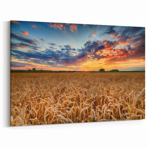 Poland Travel Photography - Golden Wheat Fields at Sunset