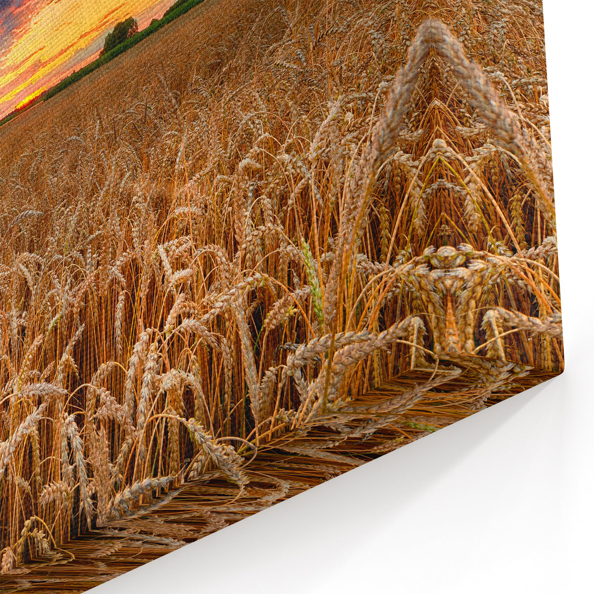 Poland Travel Photography - Golden Wheat Fields at Sunset