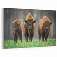Poland Wall Art - Majestic European Bison in Scenic Landscape