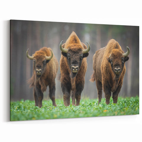 Poland Wall Art - Majestic European Bison in Scenic Landscape