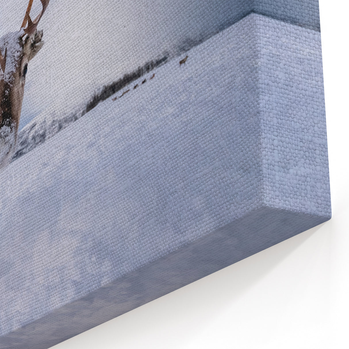 Norwegian Landscape Photography - Majestic Reindeer in Snowy Norway