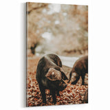 Farmhouse Wall Art - Black Pig in Rustic Setting with Country Charm