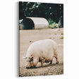 Farmhouse Wall Art - Rustic Pig on Farm with Vintage Country Charm