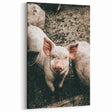 Farmhouse Wall Art - Cute Piglet Close-Up with Rustic Farmhouse Charm