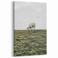 Farmhouse Wall Art - Grazing Sheep in Open Field with Rustic Charm