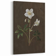 Dark Moody Botanical Art: White Flower Illustration for Interior Decor