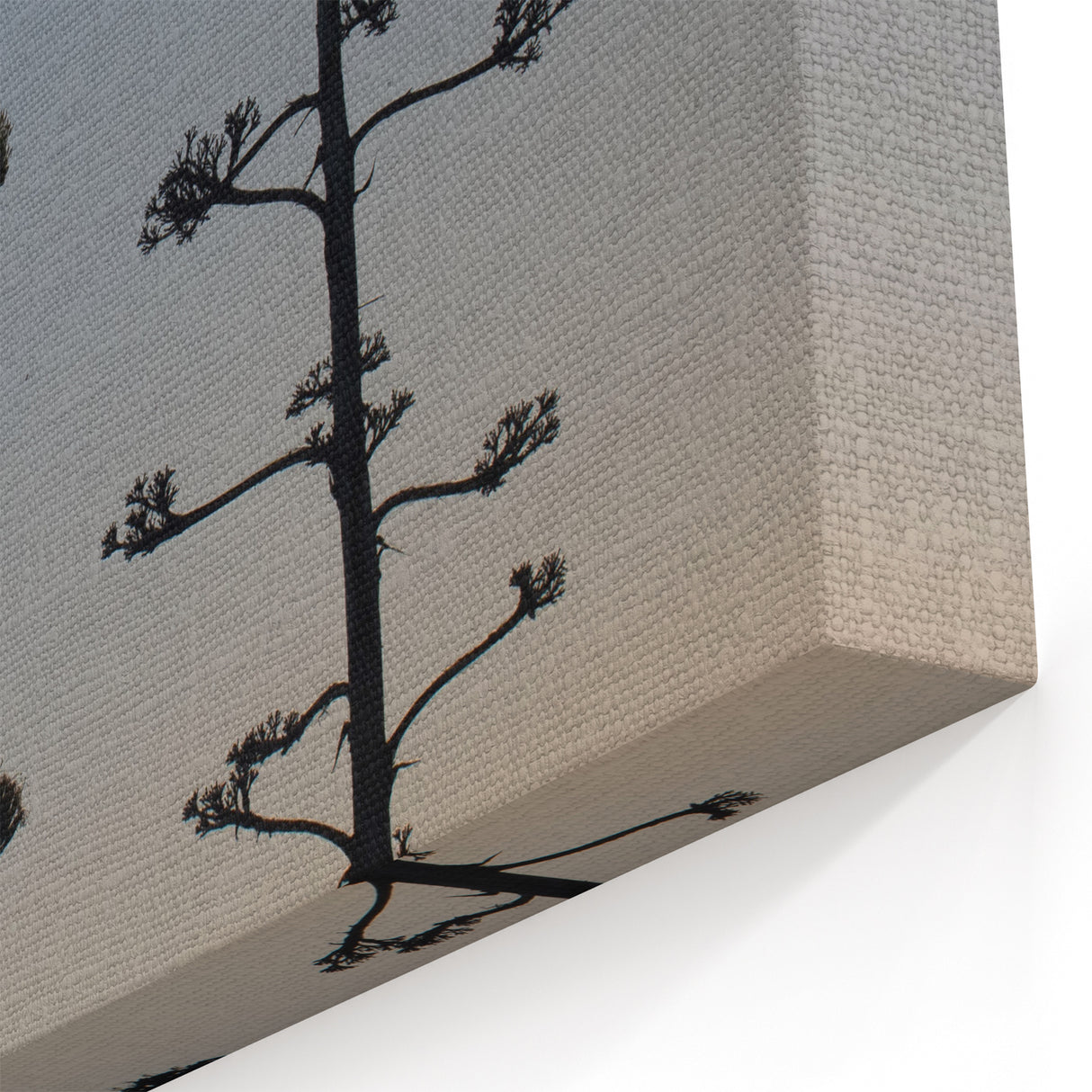 Desert Plant Silhouettes - Peaceful Sunset Silhouette of Agave Trees