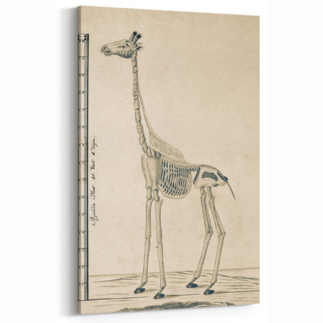 Medieval Gothic Canvas - Giraffe Skeleton Illustration Gothic Wall Art