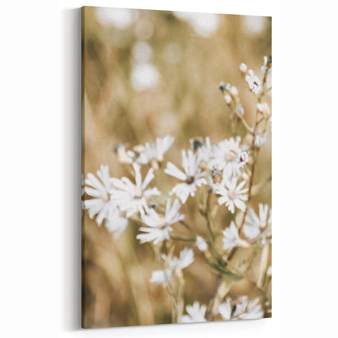 Farmhouse Wall Art - Soft White Daisies in Rustic Meadow Print