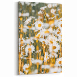 Farmhouse Wall Art - Bright Sunlit Daisies in Rustic Meadow Print