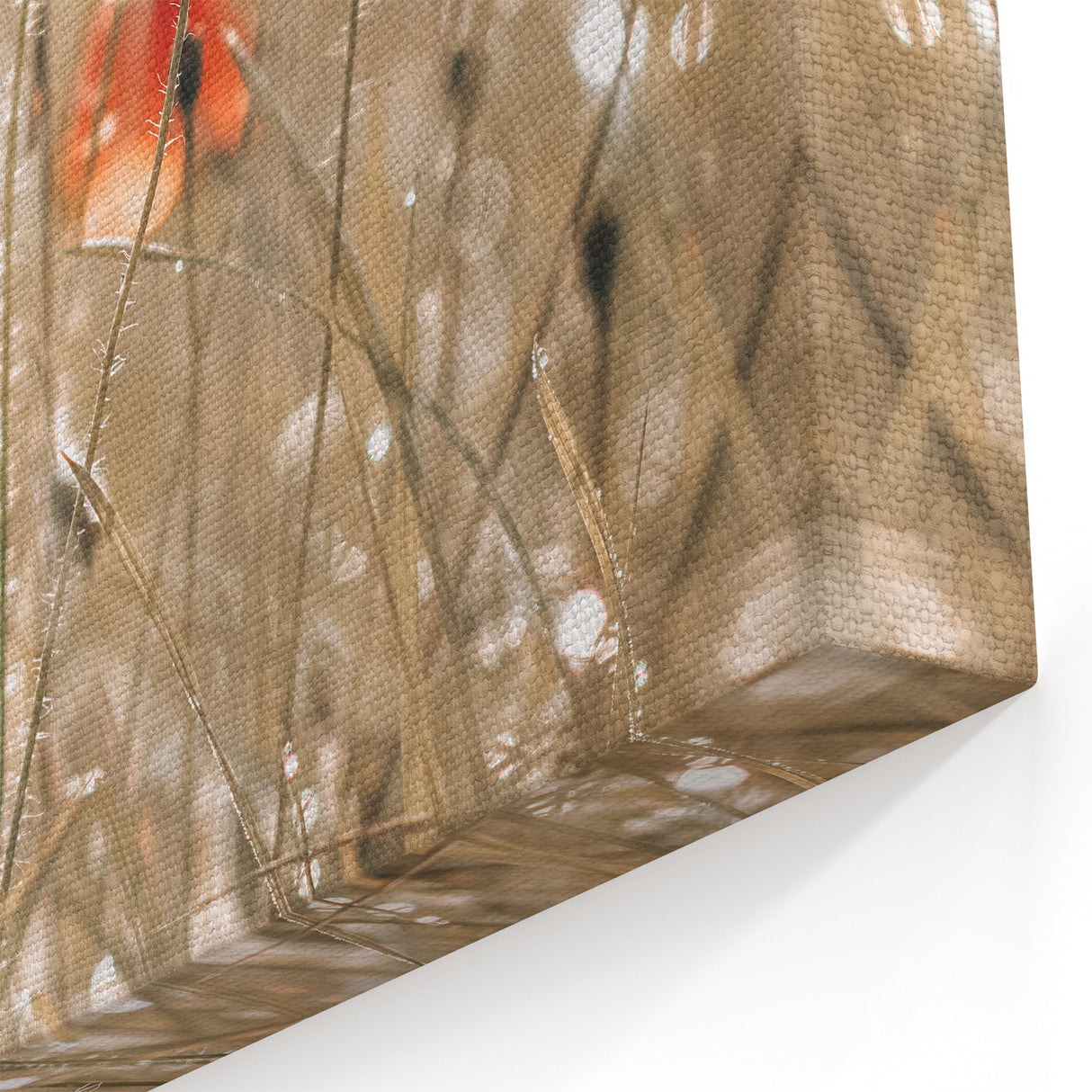 Farmhouse Wall Art - Delicate Poppies in Sunlit Meadow Print