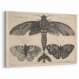 Vintage Gothic Insect Art - Moths and Butterflies Gothic Wall Print