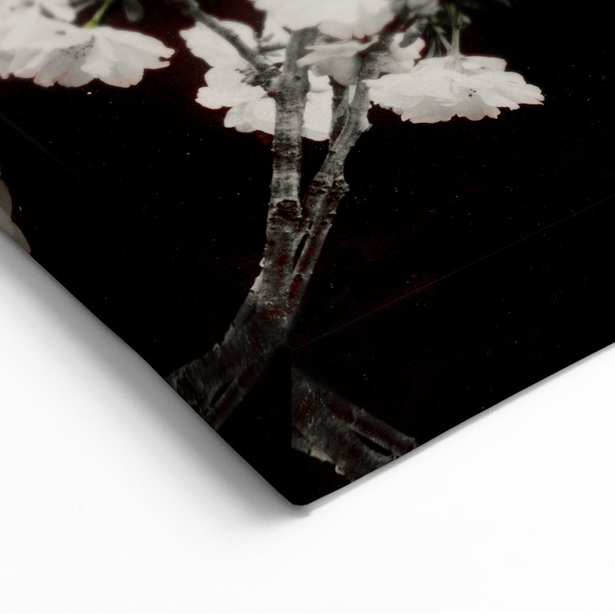 Dark Moody Wall Art - Elegant White Blossoms on Black Background