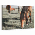 Farmhouse Wall Art: Horses Grazing in Field - Rustic Country Decor