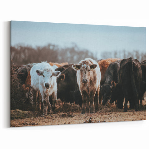 Grazing Cattle Farmhouse Wall Art – Rustic Country Style Decor Print