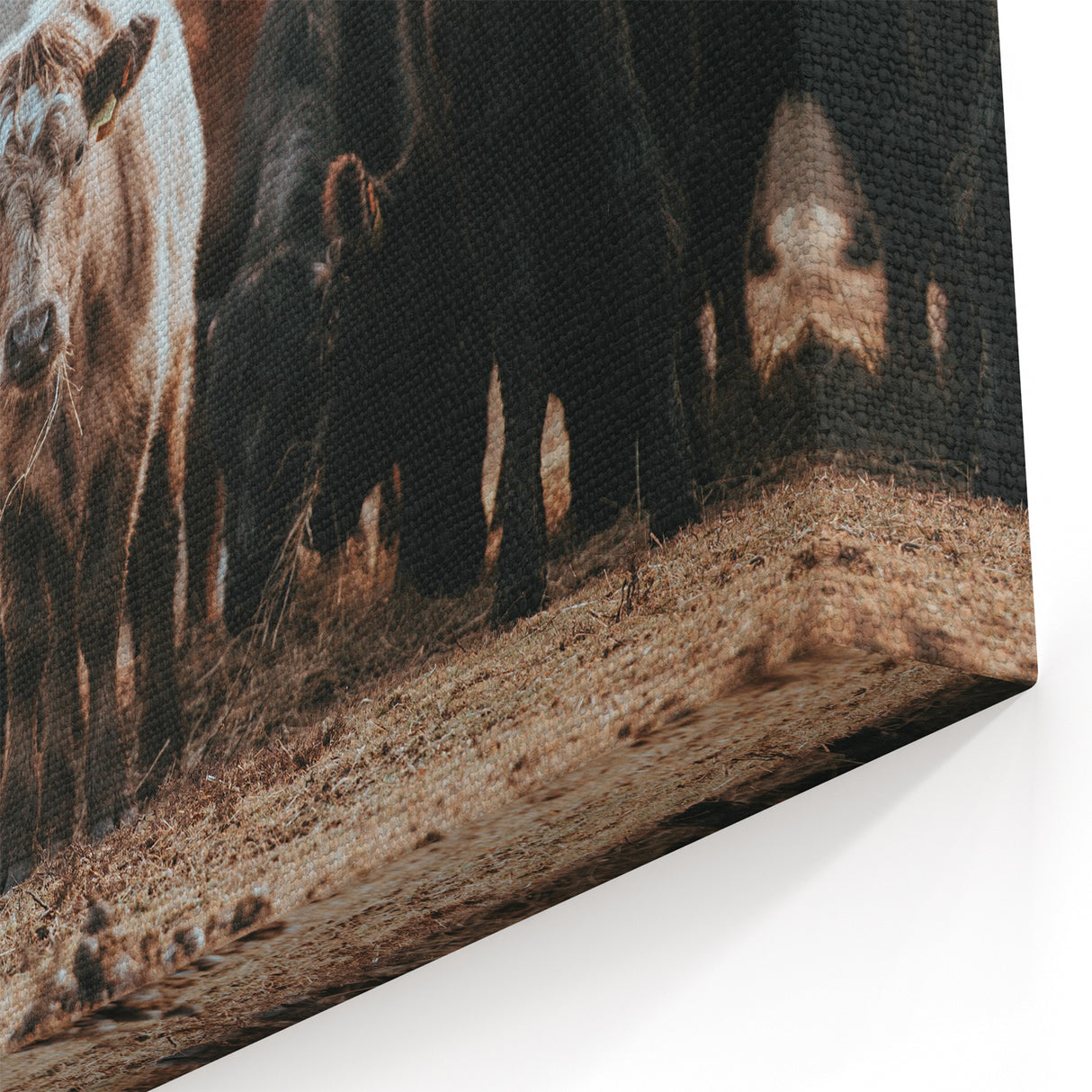 Grazing Cattle Farmhouse Wall Art – Rustic Country Style Decor Print
