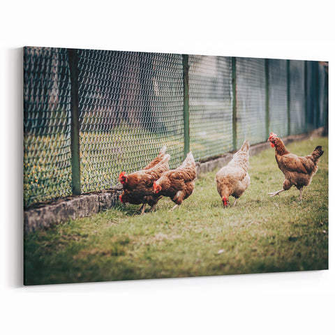 Farmhouse Wall Art: Chickens by Fence - Rustic Country Style Decor Print