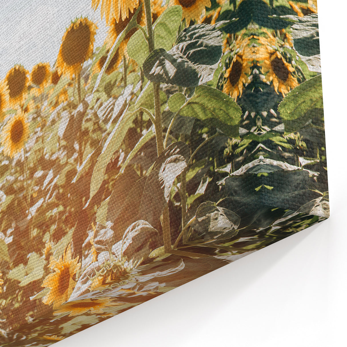 Farmhouse Wall Art: Sunflowers in Summer - Rustic Country Style Decor