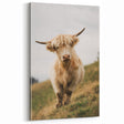 Highland Cow Portrait - Rustic Farmhouse Art Print