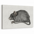 Gothic Wall Art - Vintage Mouse Illustration on Medieval Gothic Canvas