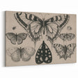 Gothic Artworks - Vintage Insect Illustration on Medieval Gothic Canvas