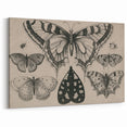 Gothic Artworks - Vintage Insect Illustration on Medieval Gothic Canvas