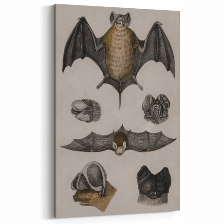 Vintage Bat Illustration - Abstract Grunge Aesthetic Art Canvas Print